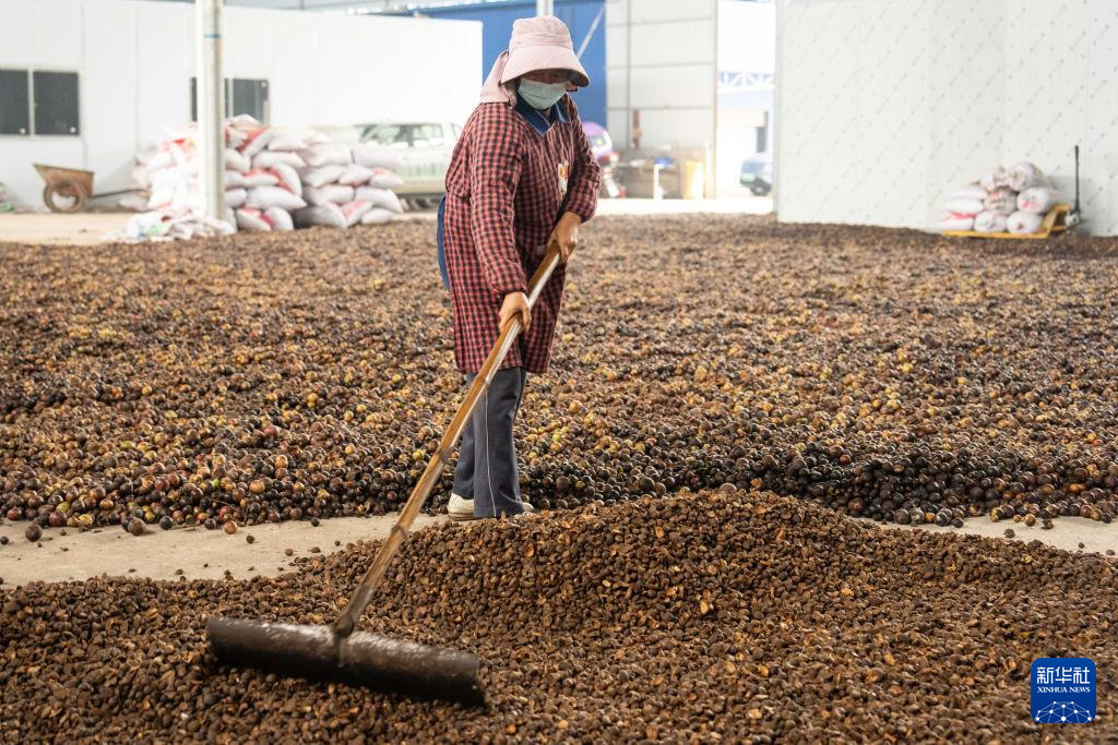 湖南祁阳：油茶飘香产业兴-