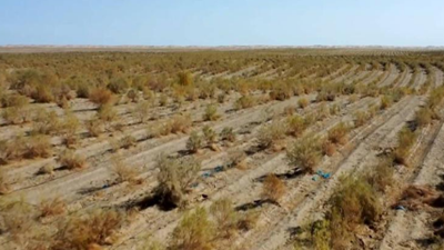 新疆且末从黄沙中“淘金” 2万多亩“沙漠人参”喜获丰收