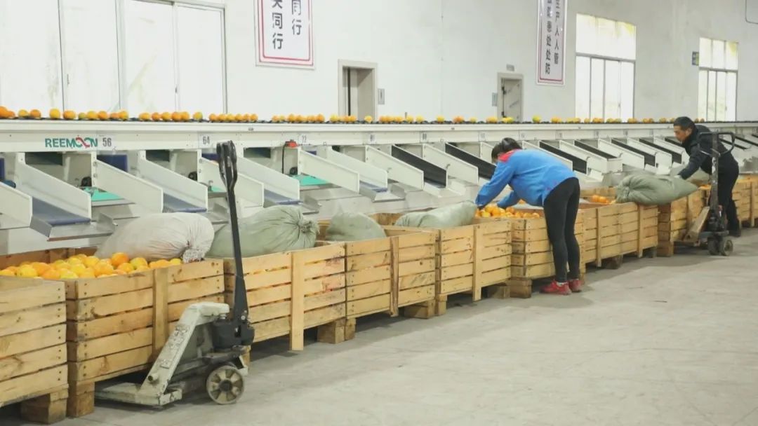 湖南“一县一特”农产品优秀品牌年产值突破1000亿元
